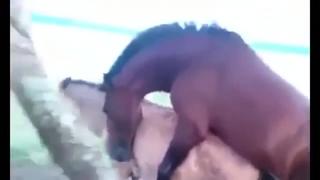Horses - found videos