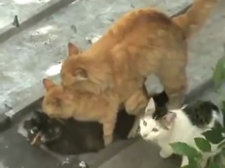 Групповой секс котов watch online