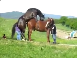 Конь трахает лошадь 1 watch online