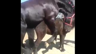 Saddling selina (horse!!!) [jackerman] watch online